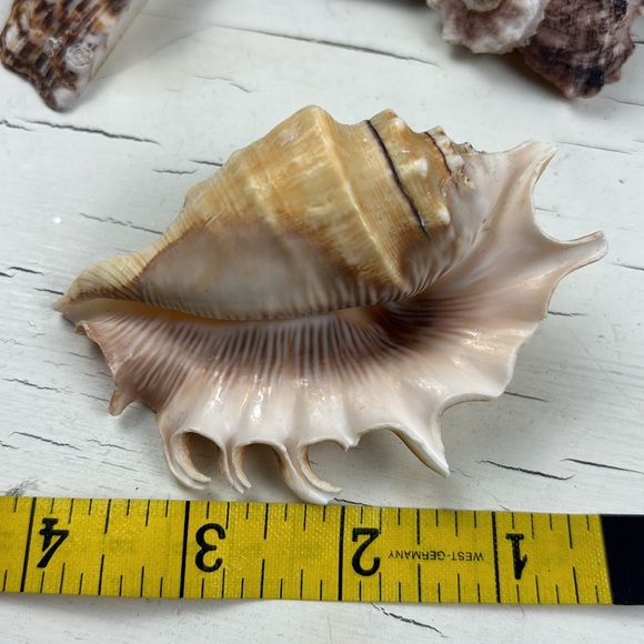 shells - Picture 4 of 15